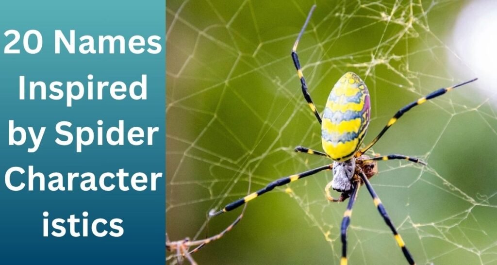 20 Names Inspired by Spider Characteristics