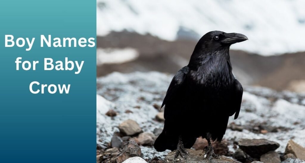Pet Names for Crows and Ravens