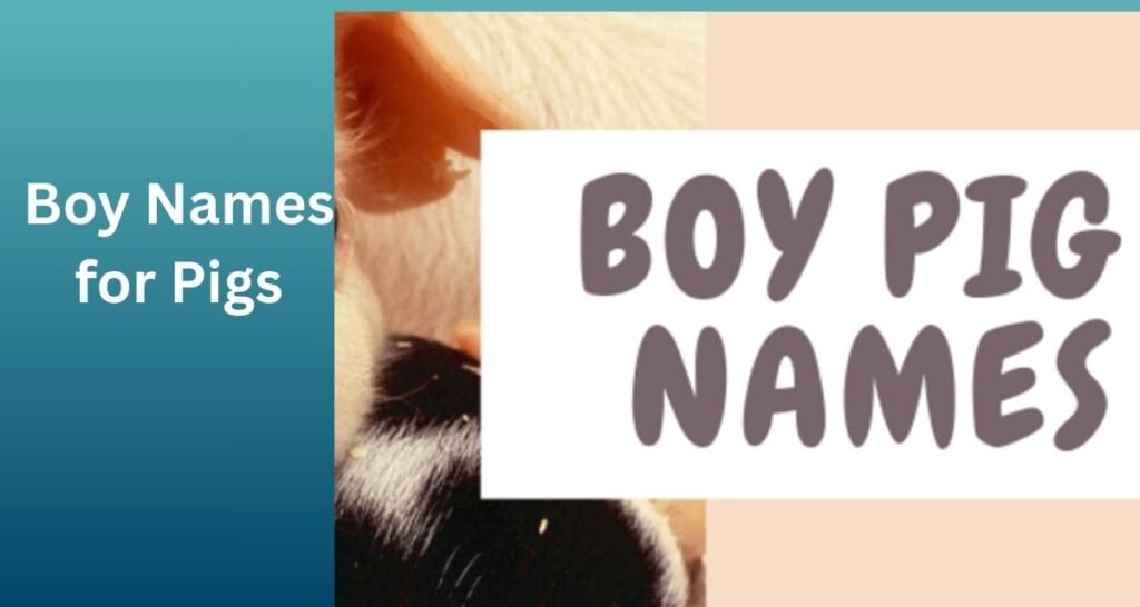 Boys Names for Pigs