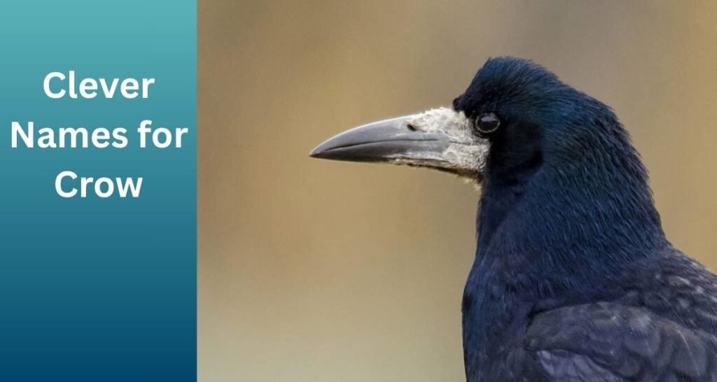 Clever Names for Crow