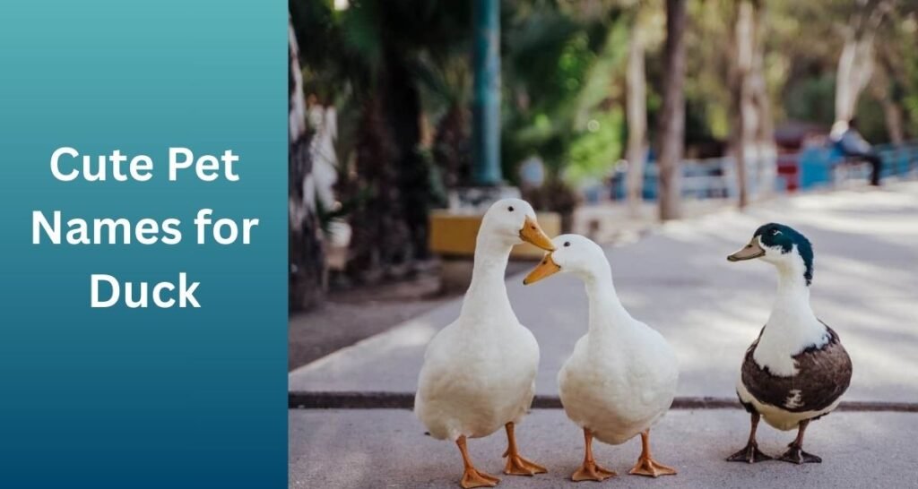 Cute Pet Names for Duck