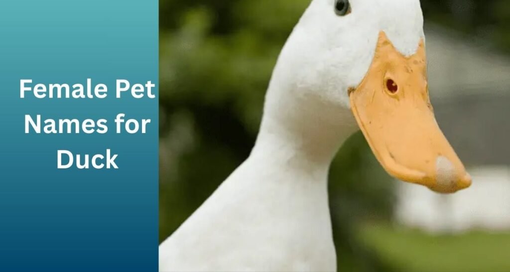 Funny Duck Names
