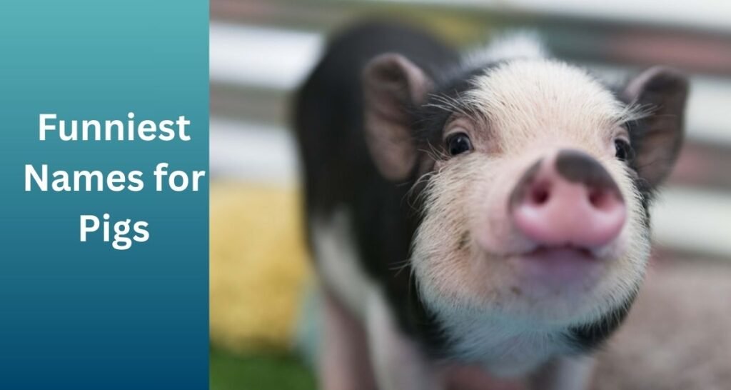 Funny Pig Names