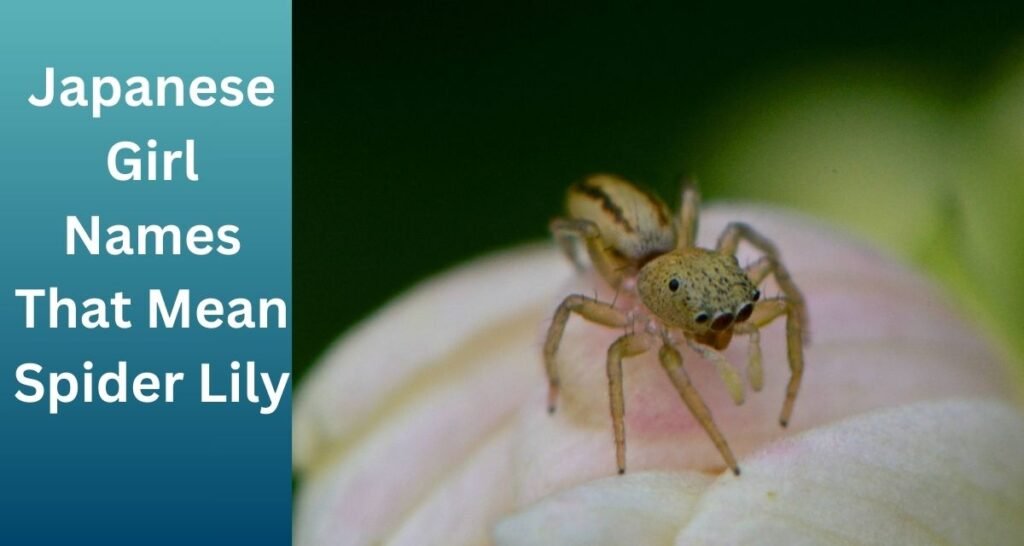 Japanese Girl Names That Mean Spider