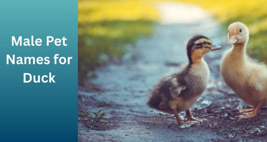 Male Pet Names for Duck