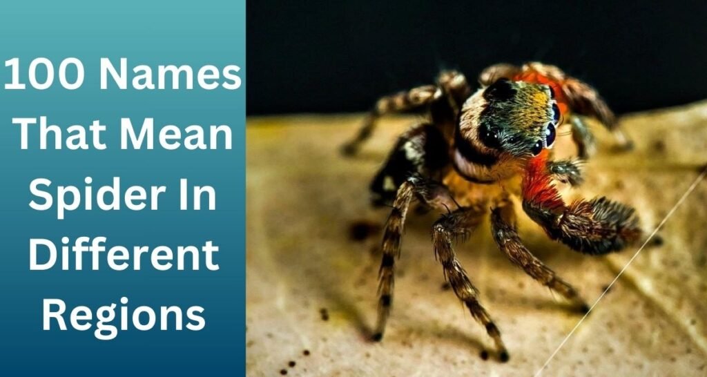 Names That Mean Spider