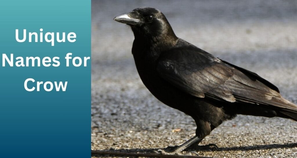Unique Names for Crow
