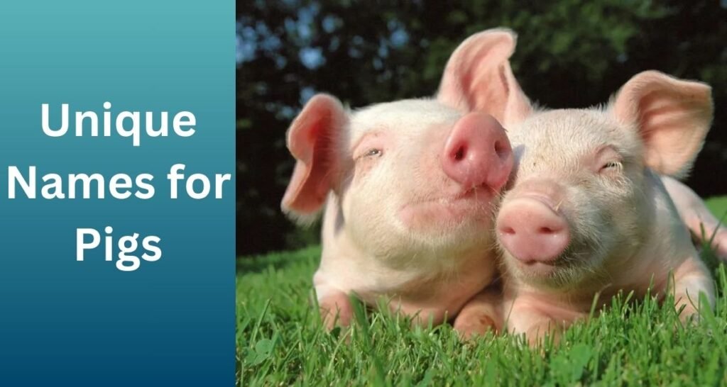 Unique Names for Pigs